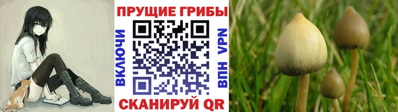 ссылка на мегу ССЫЛКА  Реутов  Галлюциногенные грибы Psilocybine cubensis 